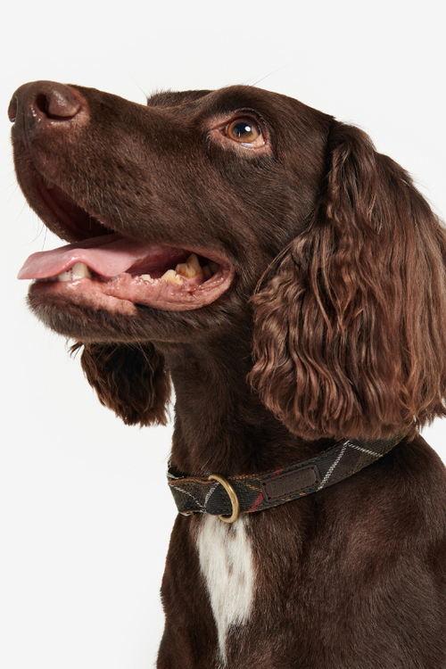 An image of the Barbour Tartan/Webbing Dog Collar in Classic Tartan.