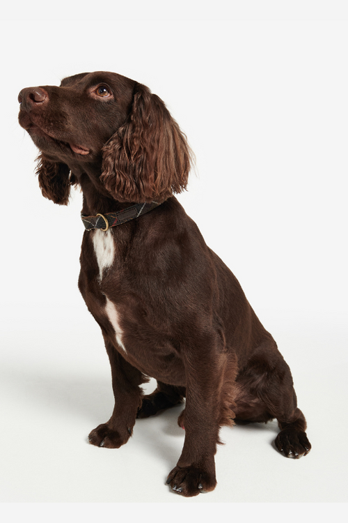 An image of the Barbour Tartan/Webbing Dog Collar in Classic Tartan.