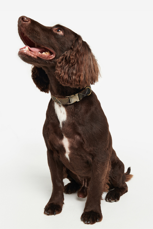 An image of the Barbour Reflective Tartan Dog Collar in Classic Tartan.