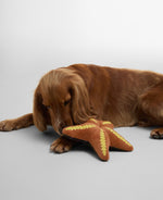 An image of the Barbour Starfish Dog Toy